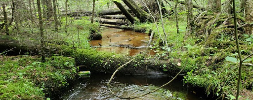Keller Whitcomb Creek Woods State Natural Area