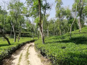 Ha-Meem Tea Garden (Luayuni-Holicherra Tea Estate)