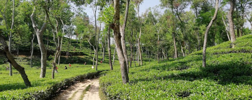 Ha-Meem Tea Garden (Luayuni-Holicherra Tea Estate)