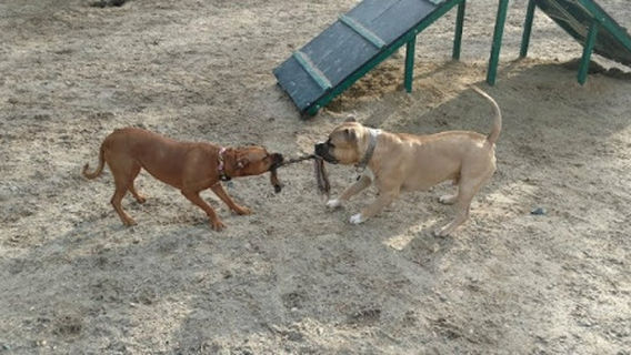 Salisbury City Dog Park