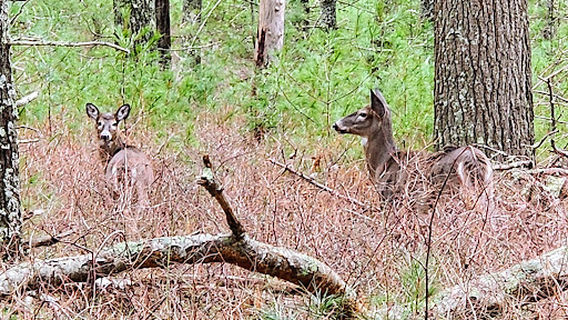 Mass Audubon's Great Neck Wildlife Sanctuary