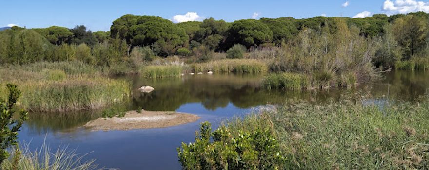 Bassa de Can Dunyó