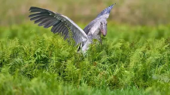 Mabamba Swamp Shoebill Watching Entebbe