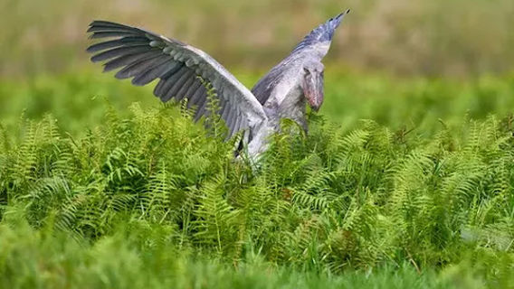 Mabamba Swamp Shoebill Watching[GREATEST IN THE GAME DEFINED BY EXPERIENCE]