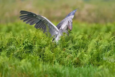 Mabamba Swamp Shoebill Watching Entebbe