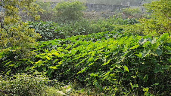 Pipleshwar Mahadev mandir