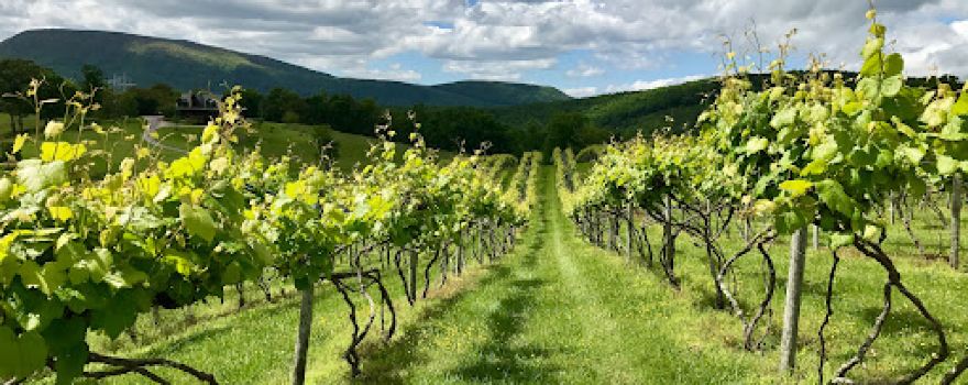 Lexington Valley Vineyard