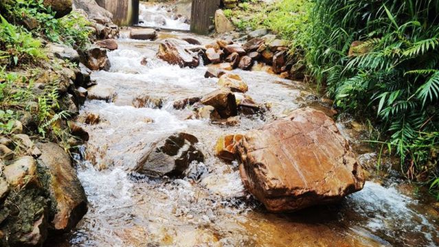 Dawang Dananshan Forest Cultural Park