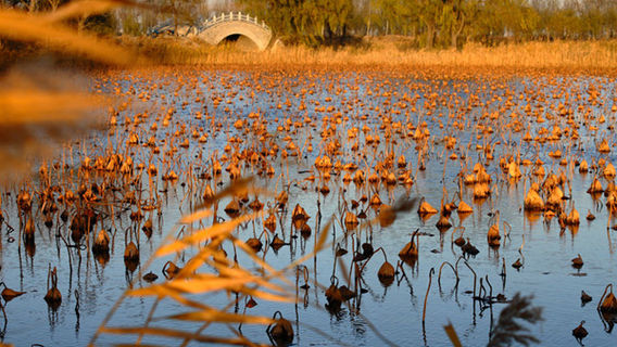 Jinzhou Heishan Lianhua Lake