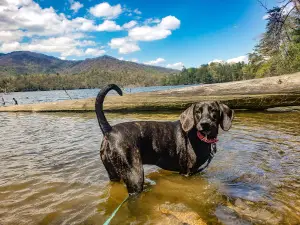 Cheoah Point Campground, Cheoah Ranger District, Nantahala National Forest