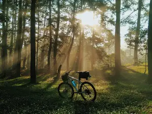 Pinus Ecopark Lampung