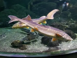 Sochi Discovery World Aquarium