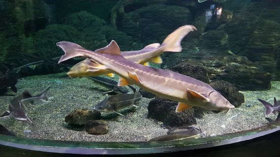 Sochi Discovery World Aquarium