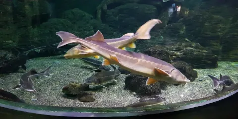 索契海洋探索世界水族館