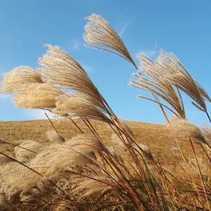새별오름