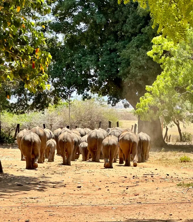 Udawalawa