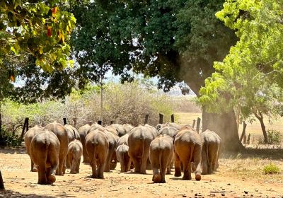 Elephant Transit Home