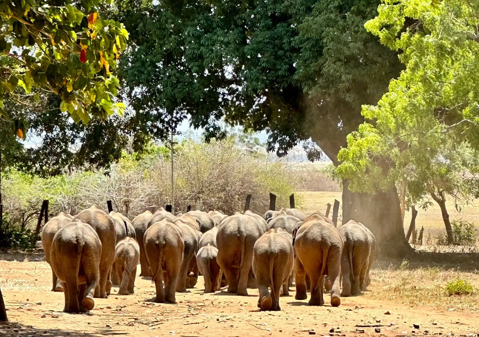 Hotels near Elephant Transit Home