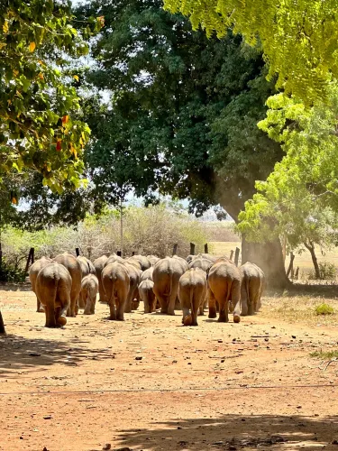 Elephant Transit Home
