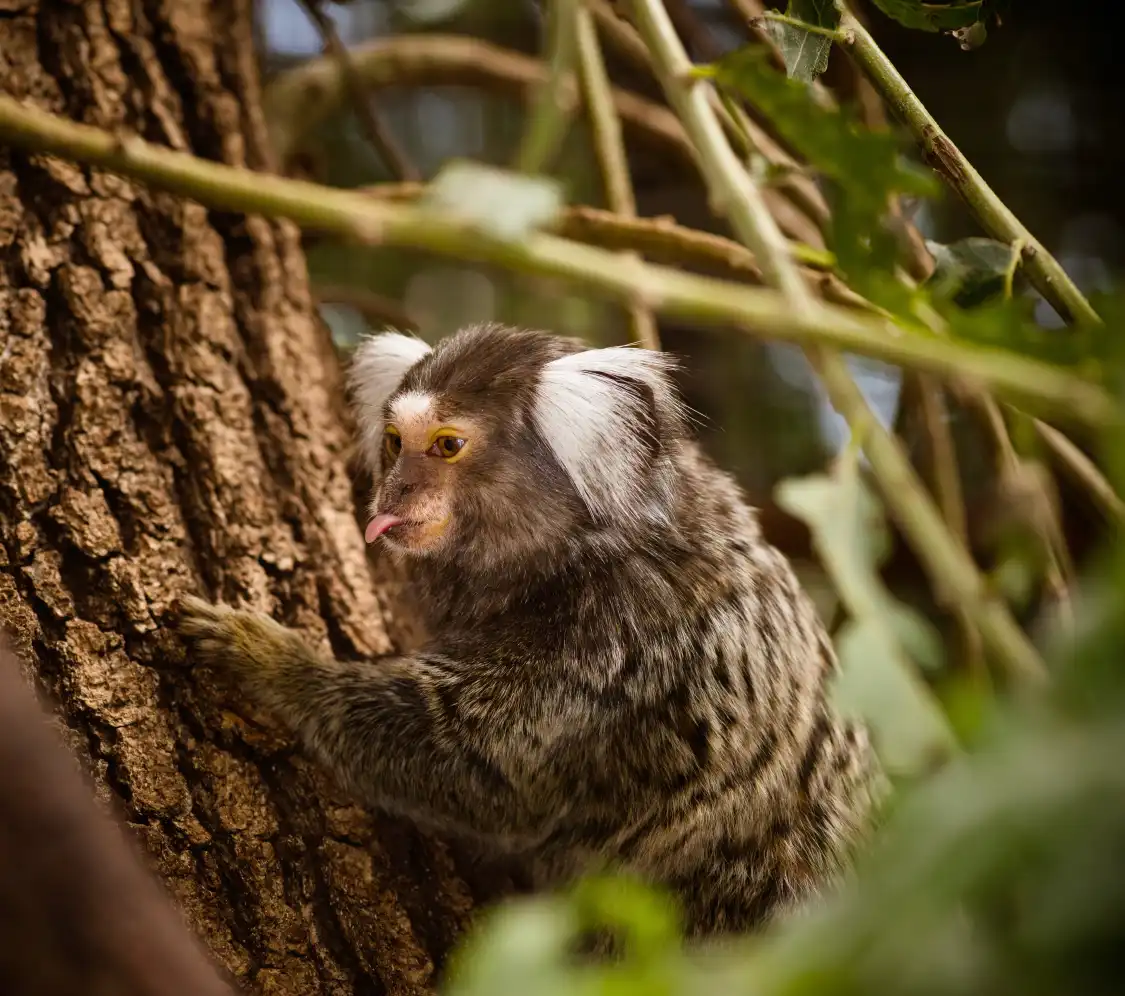 La Vallee Des Tortues 주변 호텔