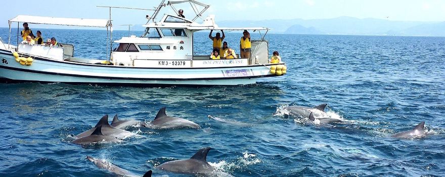 Kazusa Dolphin Watching