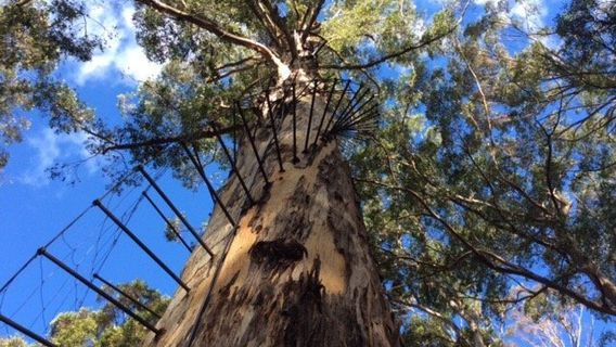 Gloucester Tree