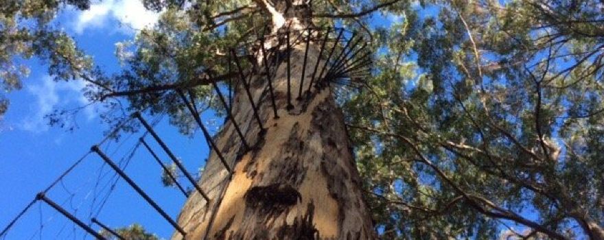 Gloucester Tree