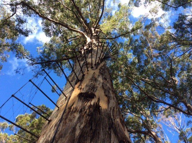 Gloucester Tree