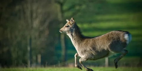 Bucklebury Farm Park