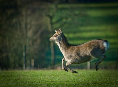 Bucklebury Farm & Deer Safari Park