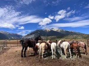 Mt Princeton Hot Springs Stables