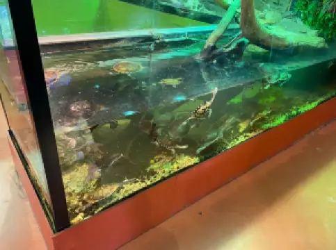 Canberra Reptile Zoo