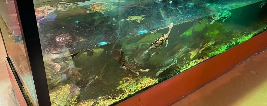 Canberra Reptile Zoo