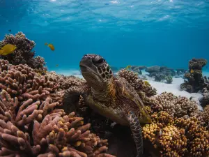 Ningaloo Marine Interactions