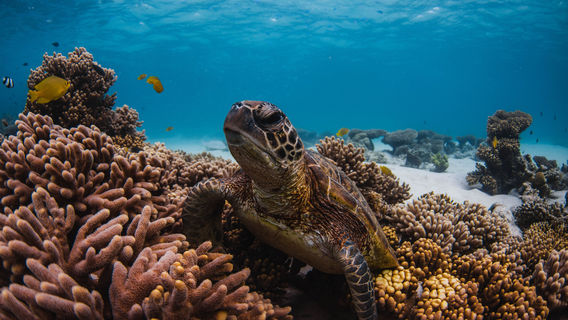 Ningaloo Marine Interactions