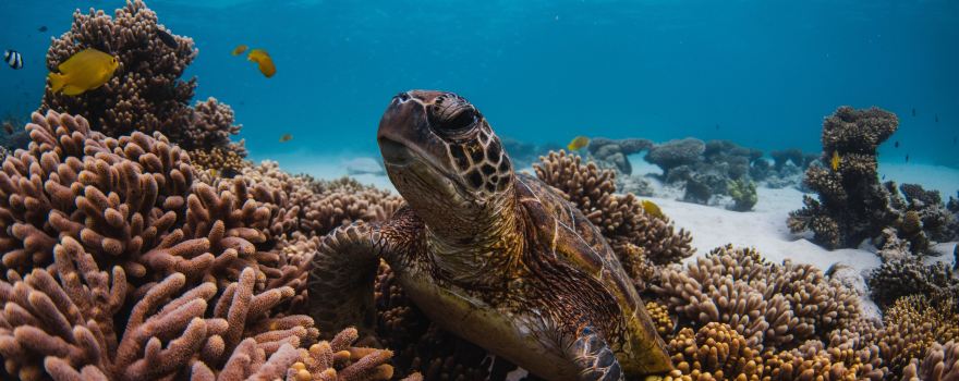 Ningaloo Marine Interactions