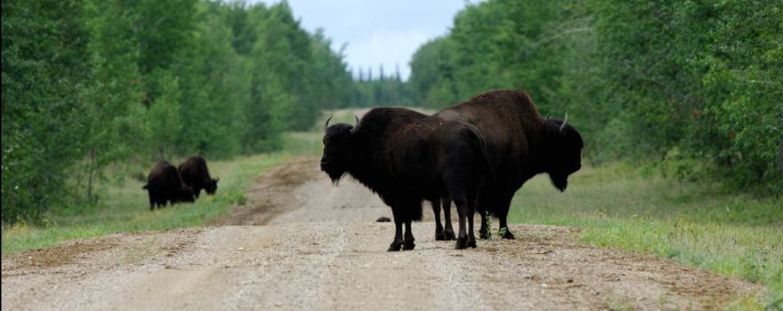 Queen Elizabeth Territorial Park