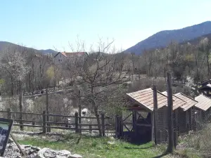 Bear Sanctuary