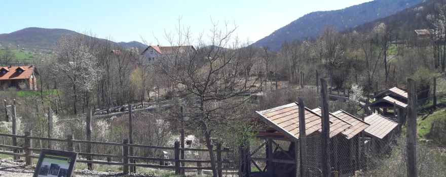 Bear Sanctuary