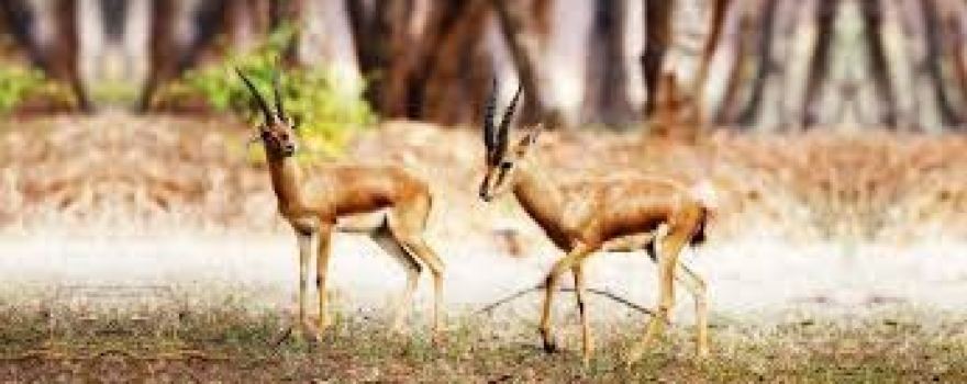 Khammam