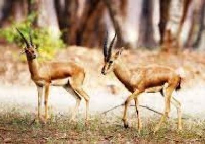 Khammam