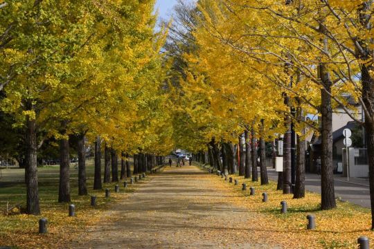Manabi no Mori Park