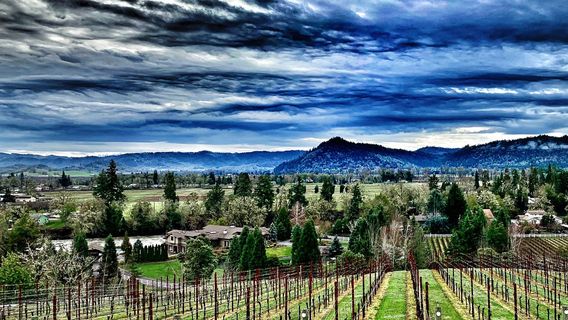 Cooper Ridge Vineyard