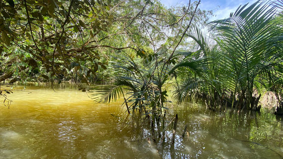 The Little Amazon Takuapa