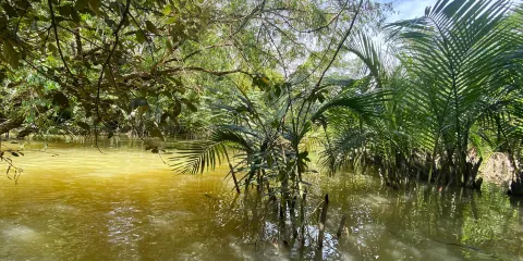 The Little Amazon Takuapa