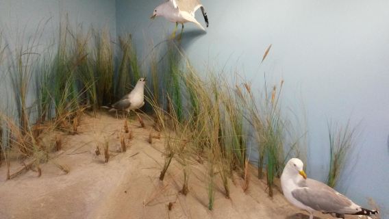 Naturzentrum Norddorf