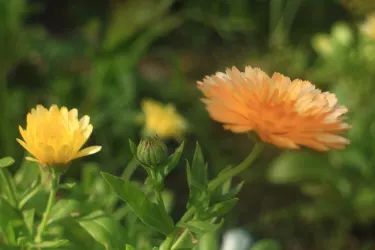 Linda Vista Gardens
