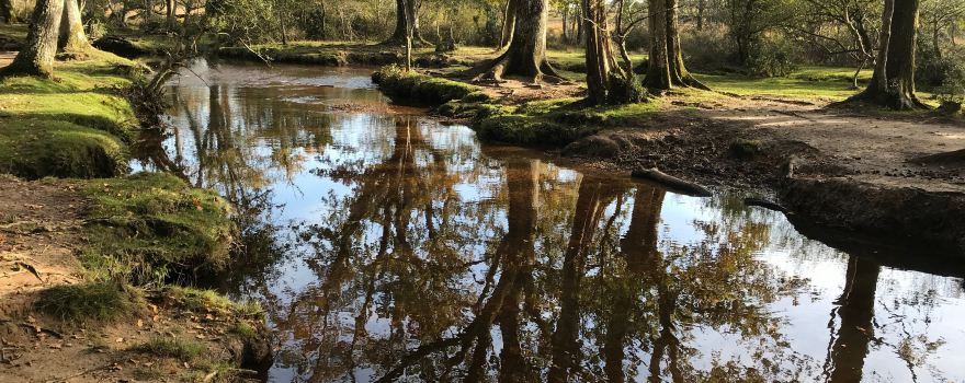 Whitefield Moor