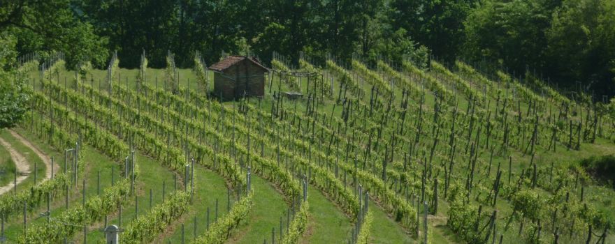 Azienda Agricola Ciabot
