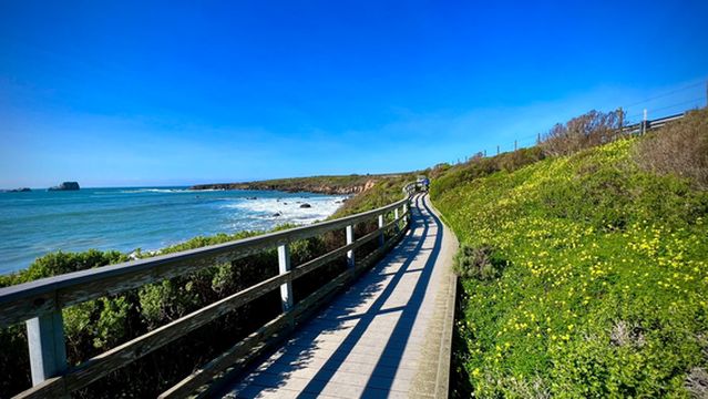 Elephant Seal Vista Point